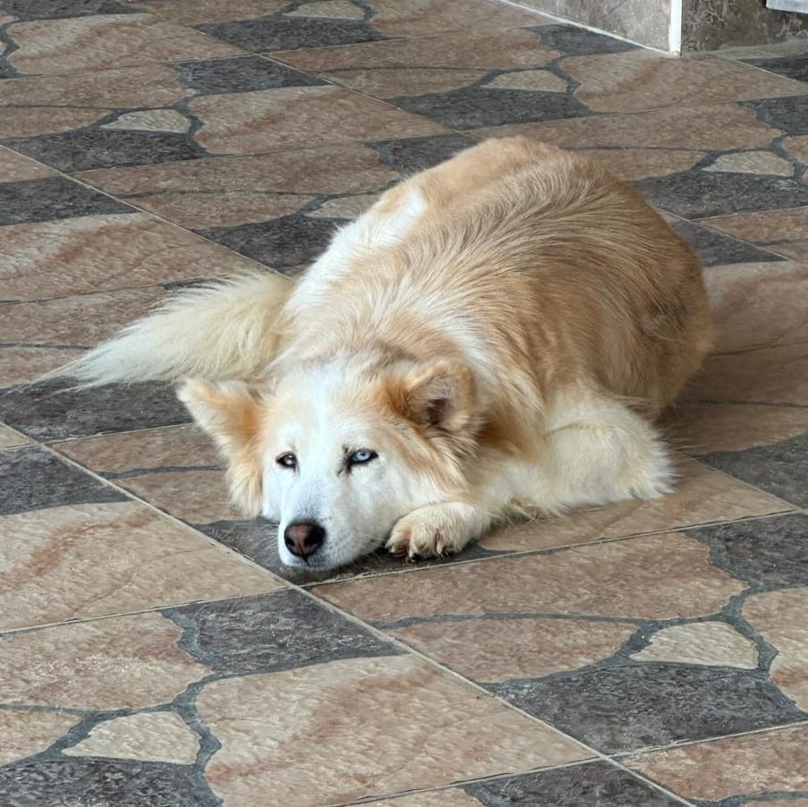 Cardi – Siberian Husky, available for adoption through GWARP