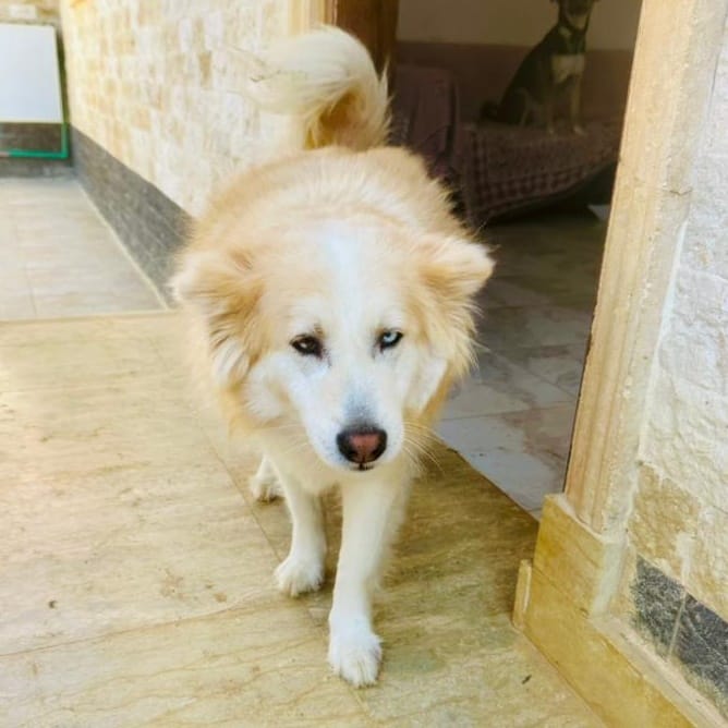Cardi – Siberian Husky, available for adoption through GWARP