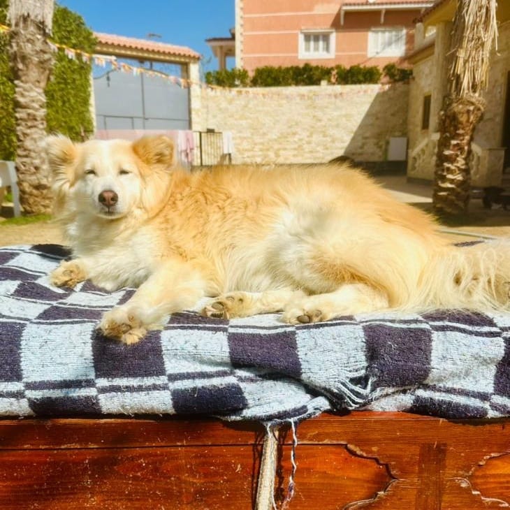 Cardi – Siberian Husky, available for adoption through GWARP