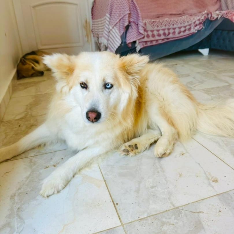 Cardi – Siberian Husky, available for adoption through GWARP