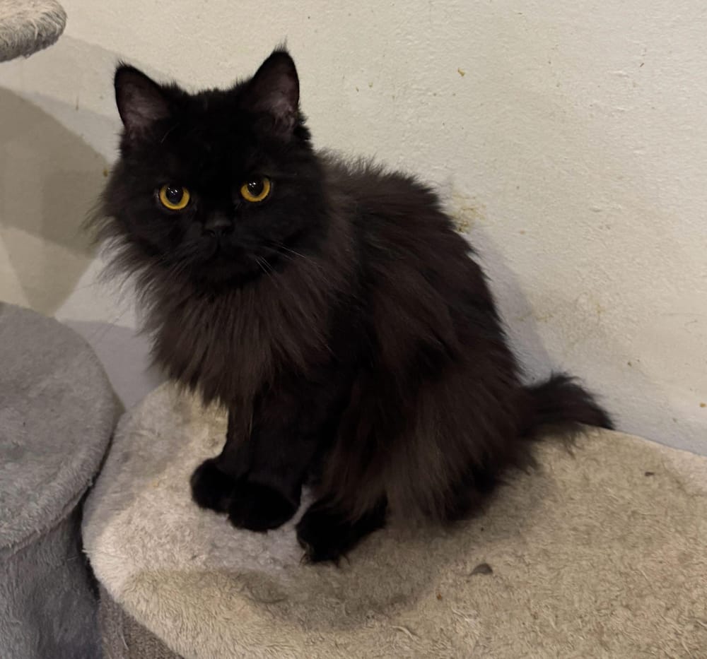 Chaka – Persian, available for adoption through GWARP