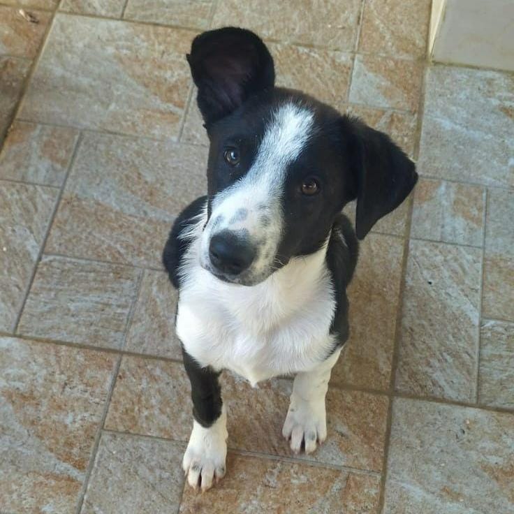 Charlie – Canaan Dog, available for adoption through GWARP