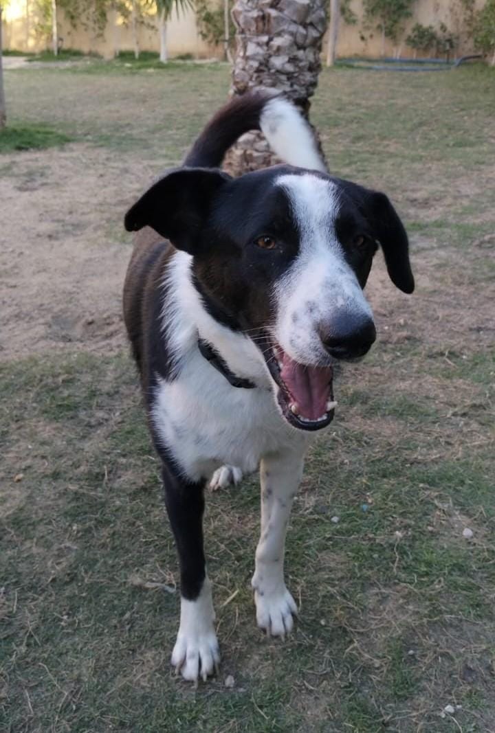 Charlie – Canaan Dog, available for adoption through GWARP