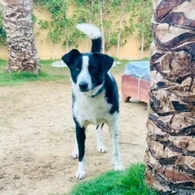 Charlie – Canaan Dog, available for adoption through GWARP