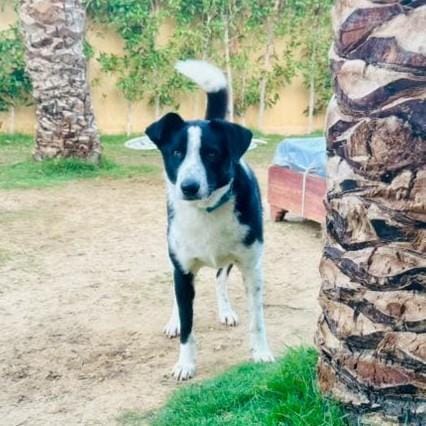 Charlie – Canaan Dog, available for adoption through GWARP
