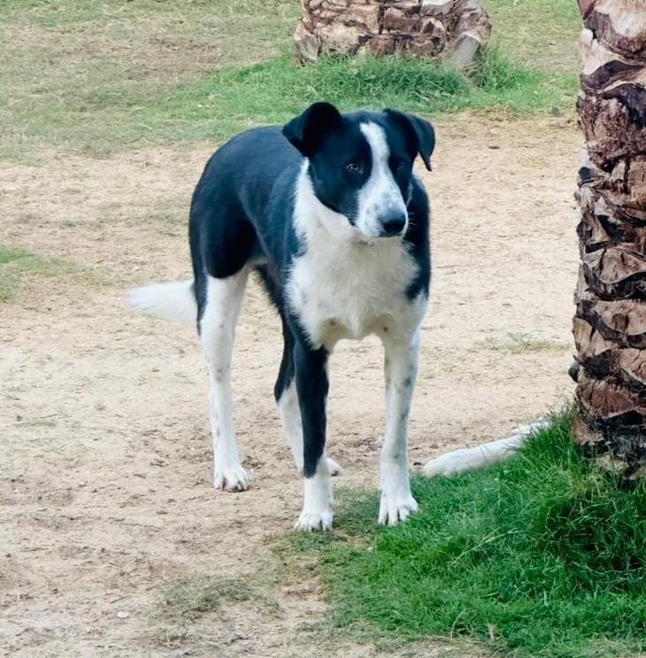 Charlie – Canaan Dog, available for adoption through GWARP