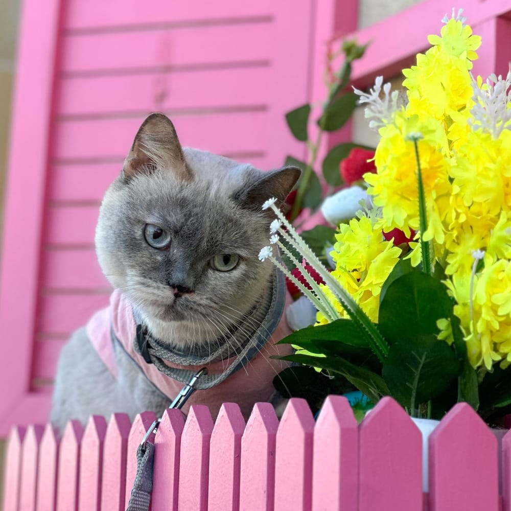 Chloe – Siamese, available for adoption through GWARP
