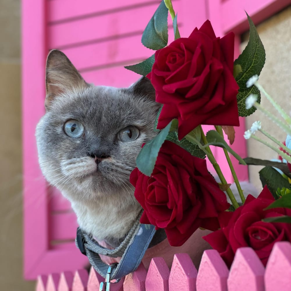 Chloe – Siamese, available for adoption through GWARP