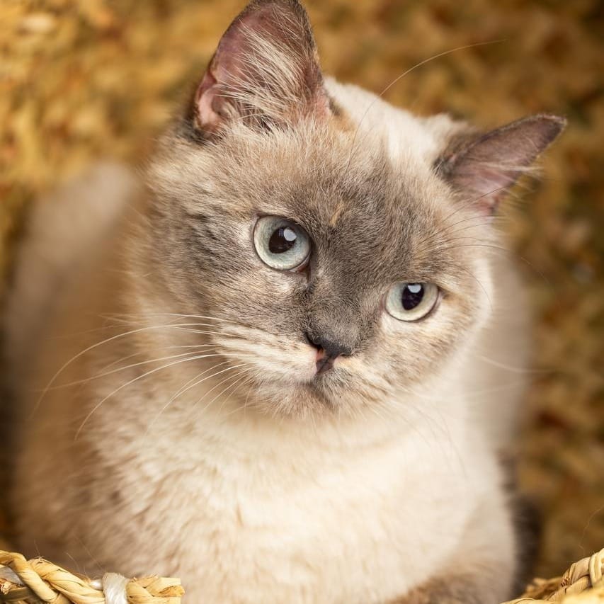 Chloe – Siamese, available for adoption through GWARP