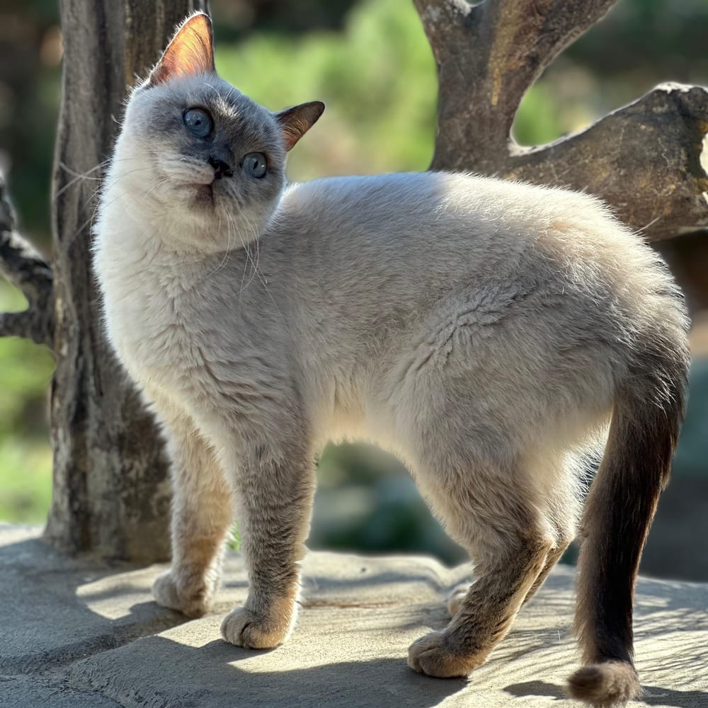 Chloe – Siamese, available for adoption through GWARP