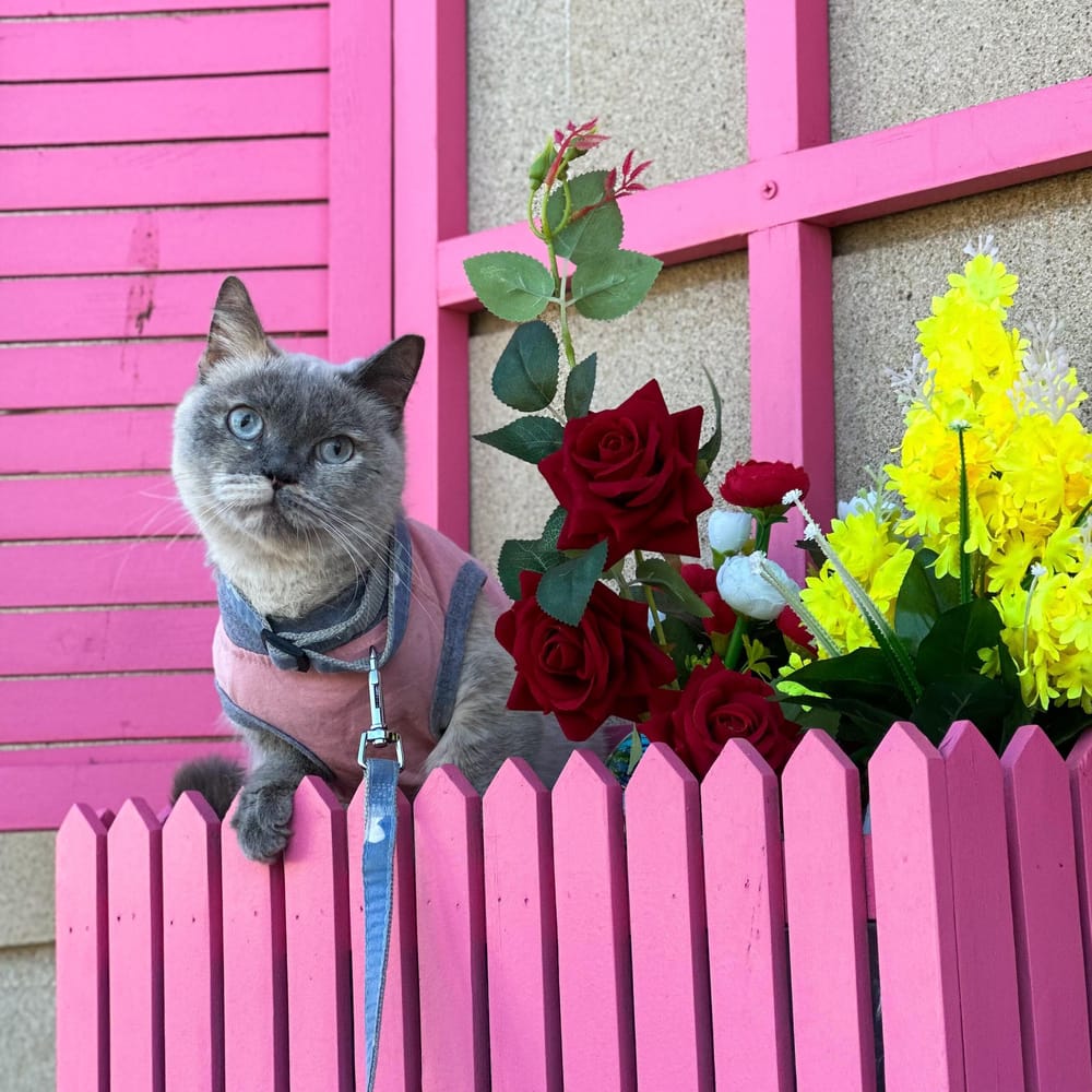 Chloe – Siamese, available for adoption through GWARP