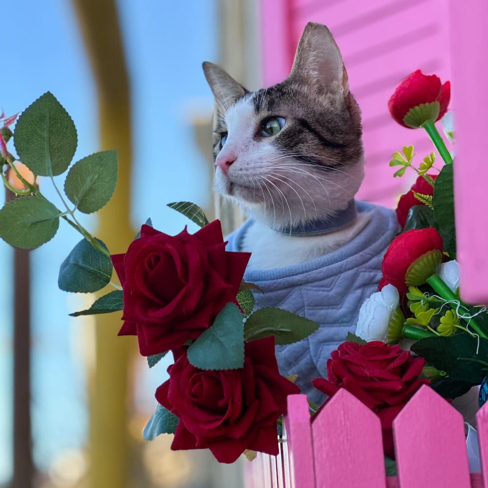 Cone – Domestic Short Hair, available for adoption through GWARP