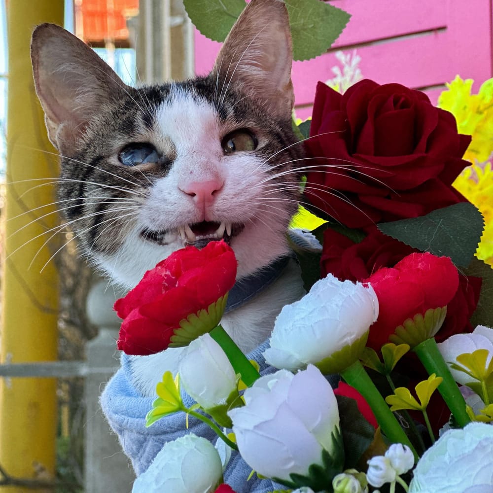 Cone – Domestic Short Hair, available for adoption through GWARP