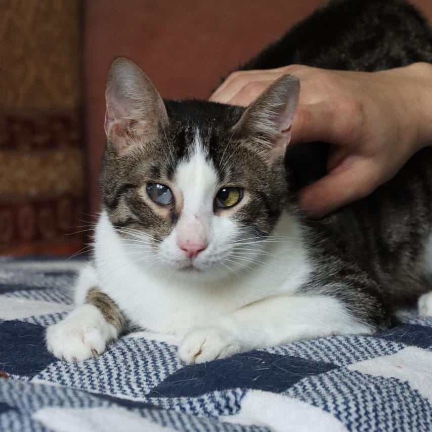 Cone – Domestic Short Hair, available for adoption through GWARP