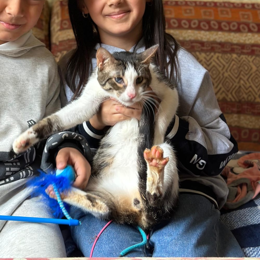 Cone – Domestic Short Hair, available for adoption through GWARP