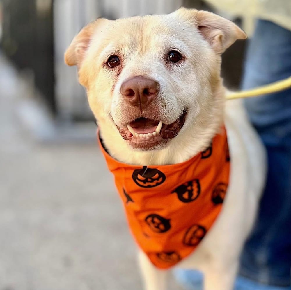 Cordi – Labrador Retriever & Shepherd Mix, available for adoption through GWARP