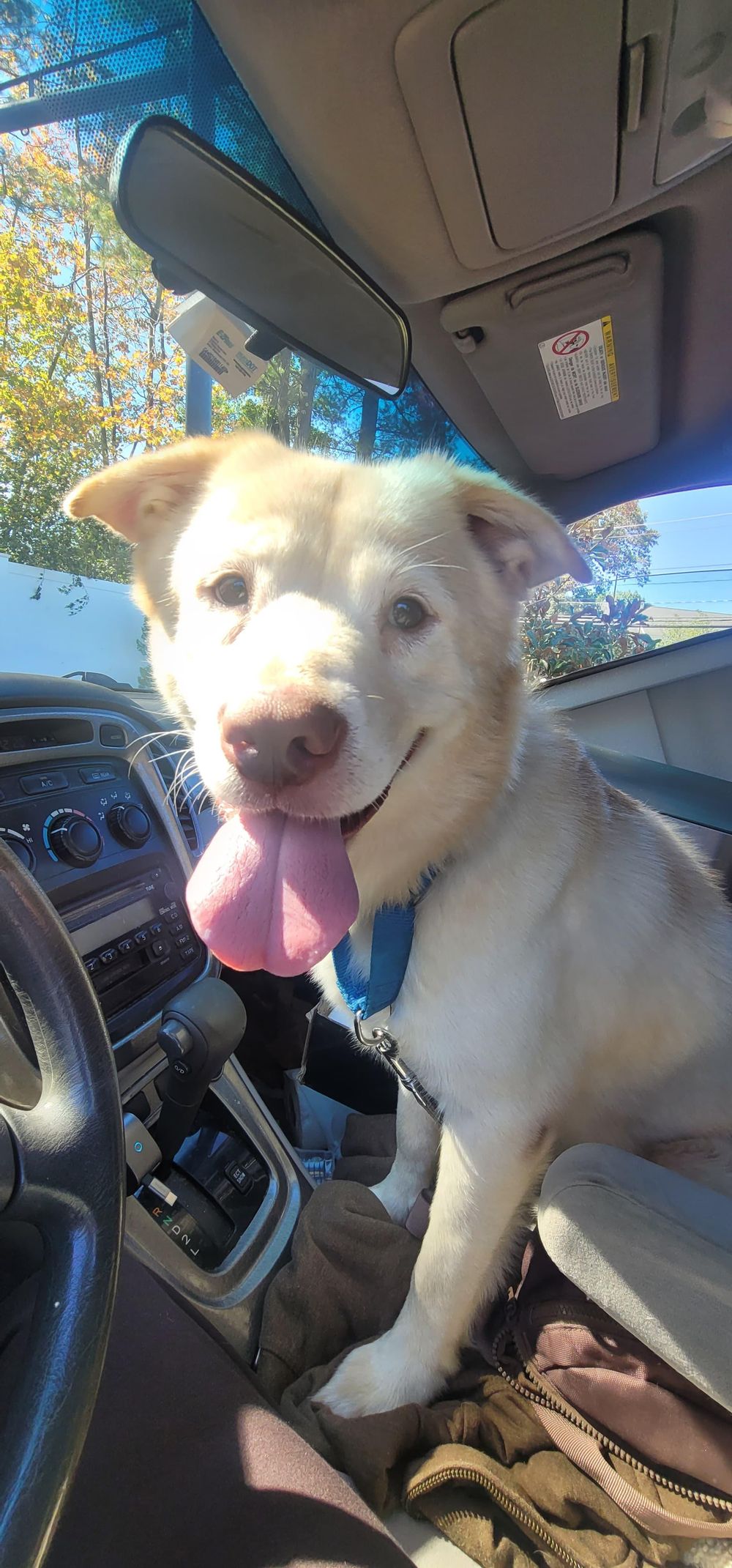 Cordi – Labrador Retriever & Shepherd Mix, available for adoption through GWARP