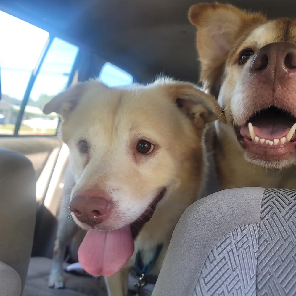 Cordi – Labrador Retriever & Shepherd Mix, available for adoption through GWARP