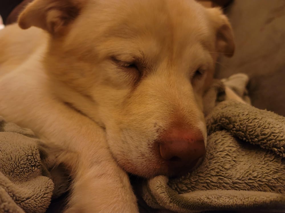 Cordi – Labrador Retriever & Shepherd Mix, available for adoption through GWARP