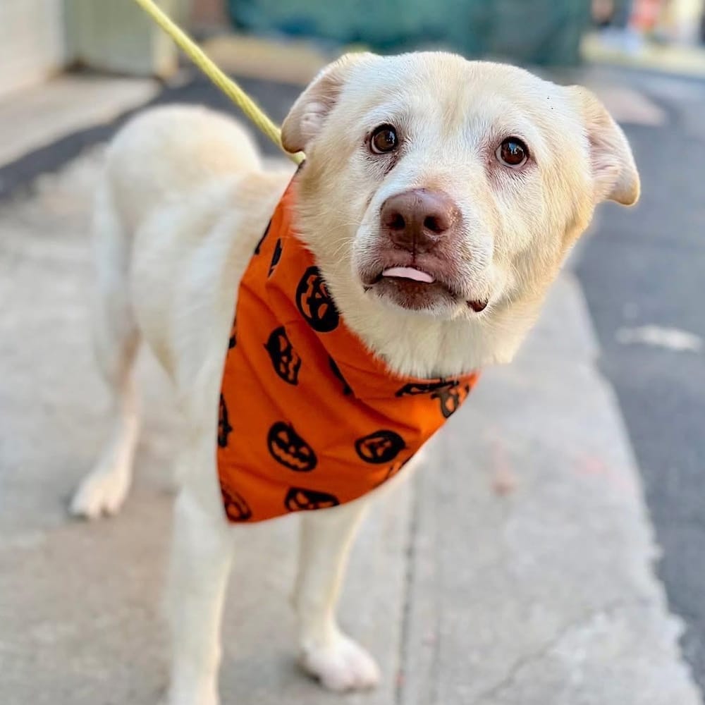 Cordi – Labrador Retriever & Shepherd Mix, available for adoption through GWARP
