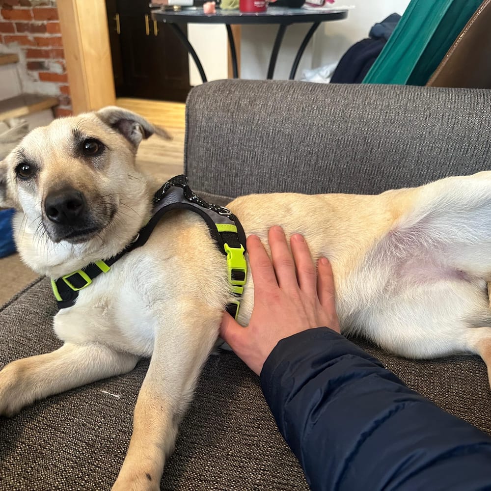 Crystal – Mixed Breed, available for adoption through GWARP