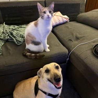 Crystal – Mixed Breed, available for adoption through GWARP