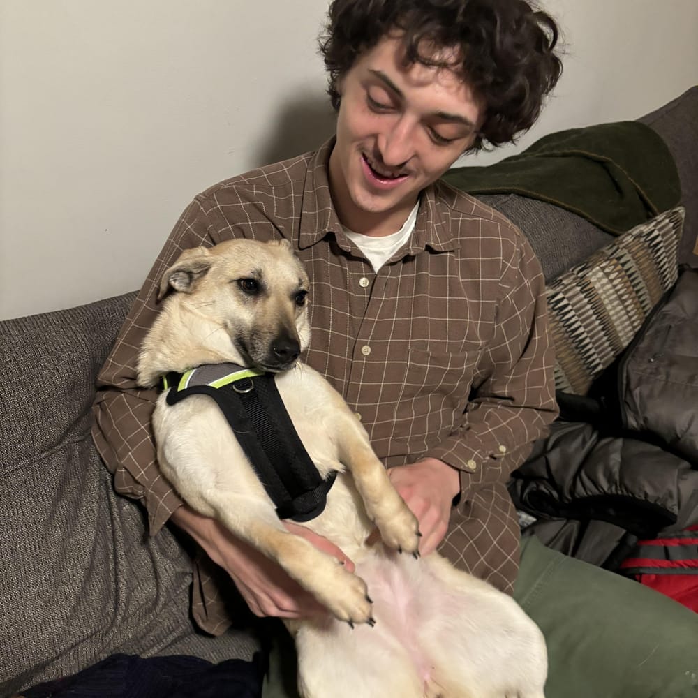 Crystal – Mixed Breed, available for adoption through GWARP