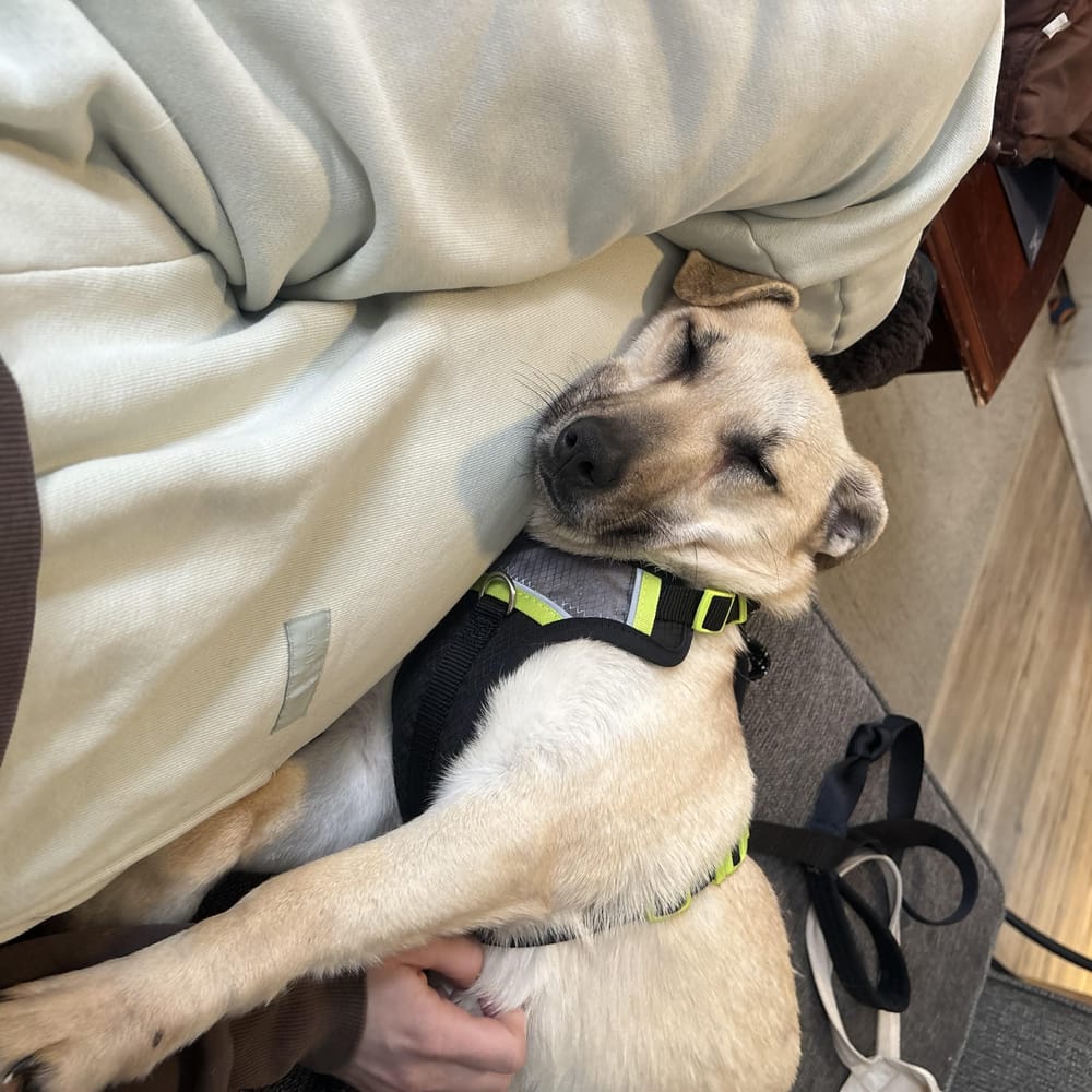Crystal – Mixed Breed, available for adoption through GWARP