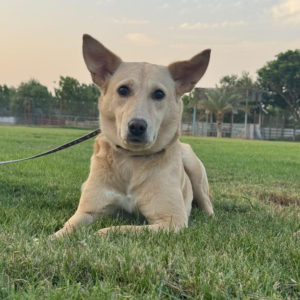 Cupcake – Labrador Retriever, available for adoption through GWARP
