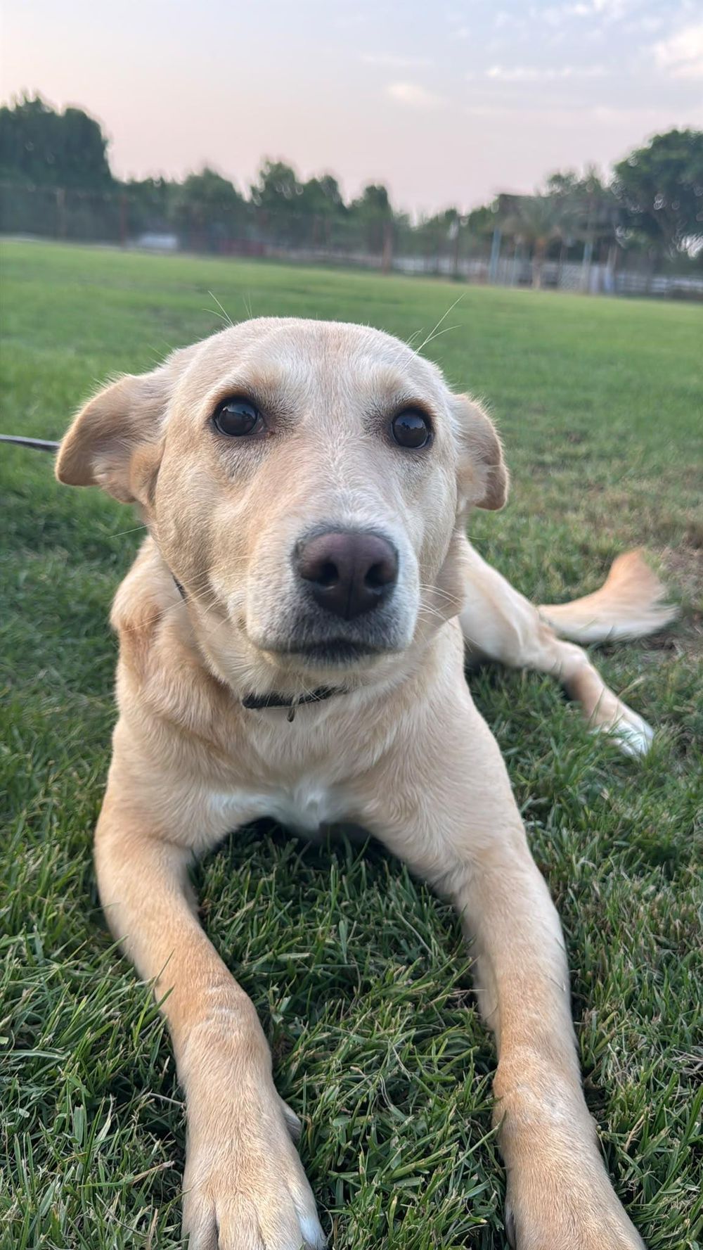 Cupcake – Labrador Retriever, available for adoption through GWARP