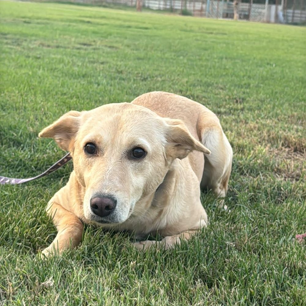 Cupcake – Labrador Retriever, available for adoption through GWARP