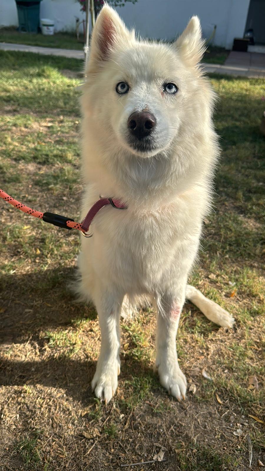 Dinar – Siberian Husky, available for adoption through GWARP