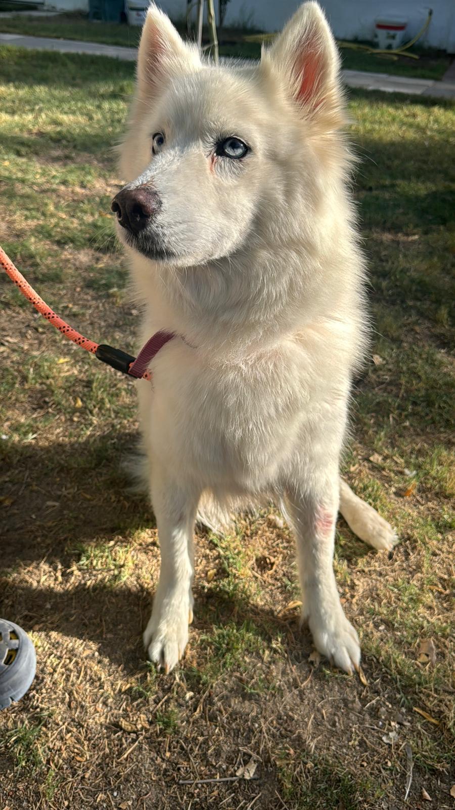 Dinar – Siberian Husky, available for adoption through GWARP