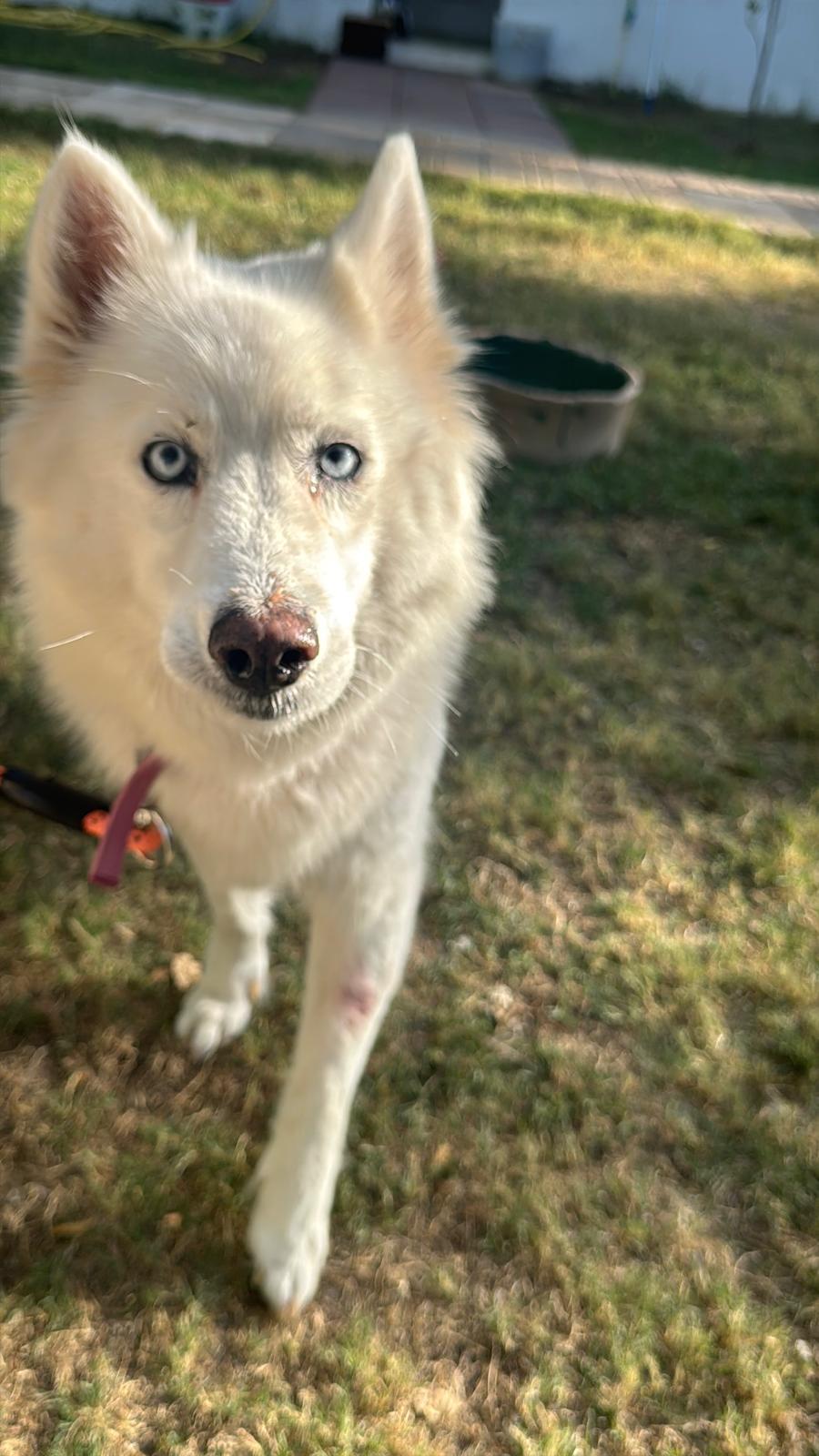 Dinar – Siberian Husky, available for adoption through GWARP