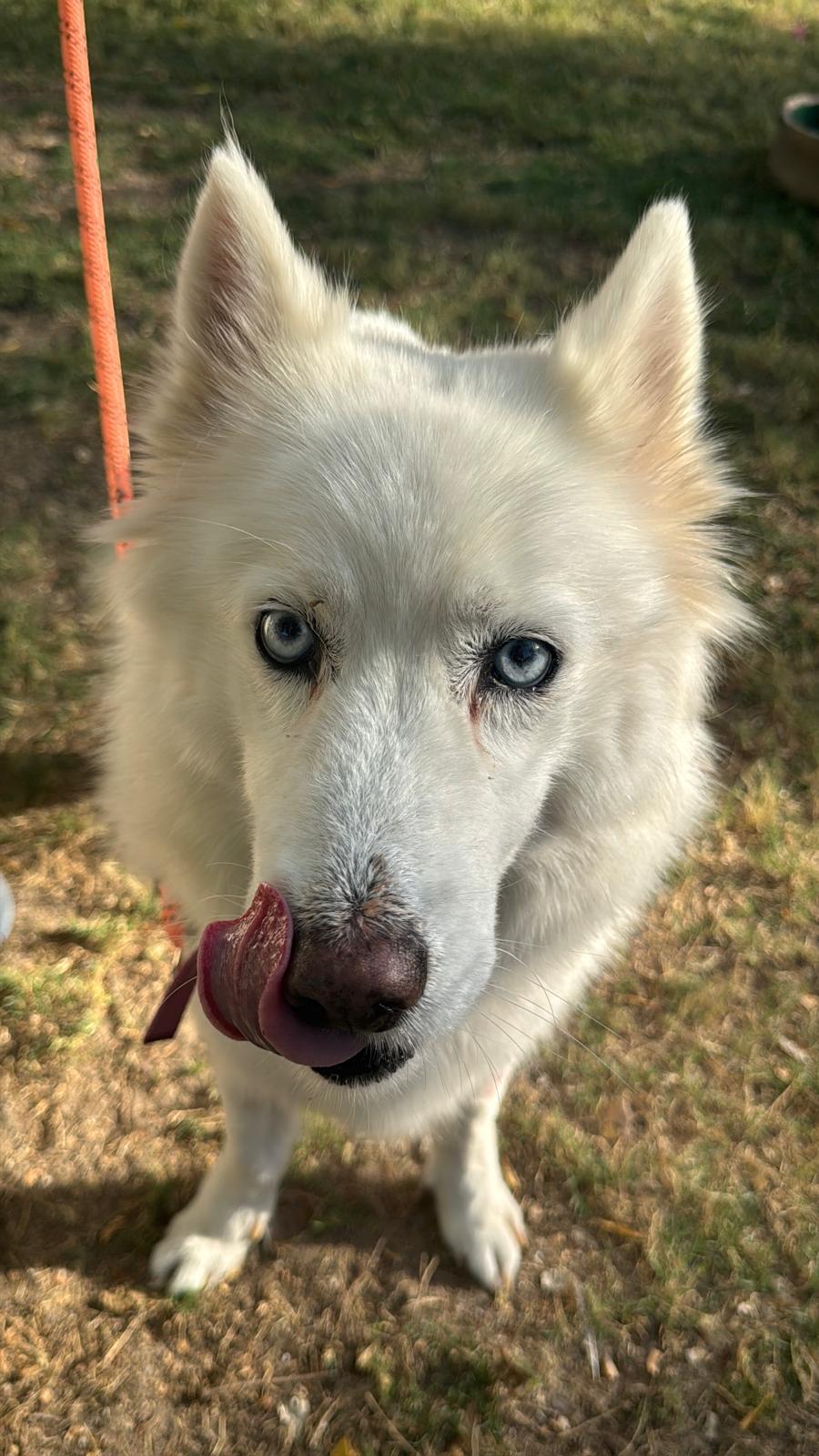 Dinar – Siberian Husky, available for adoption through GWARP