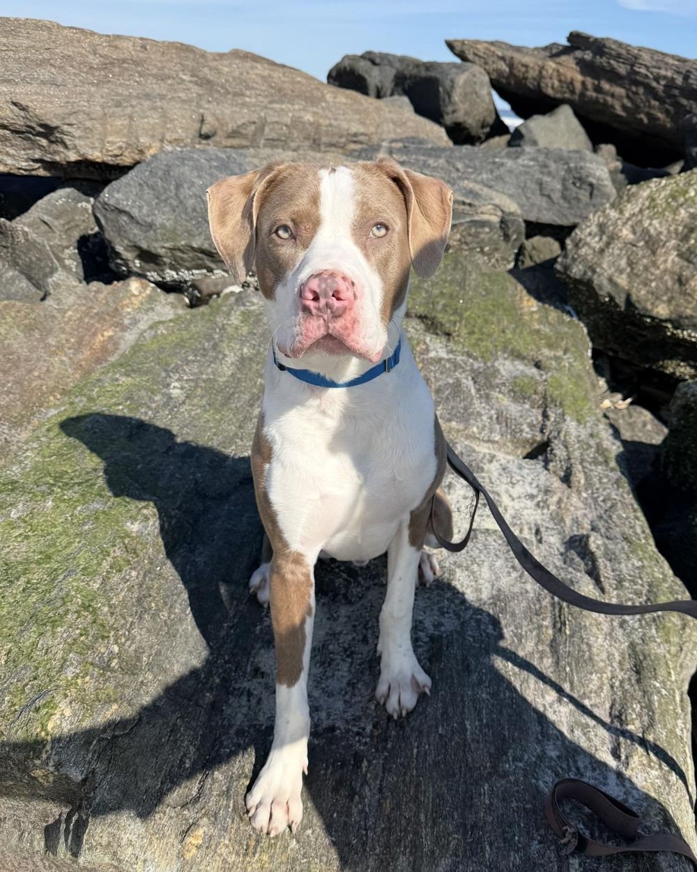 Dublin – Pit Bull Terrier, available for adoption through GWARP