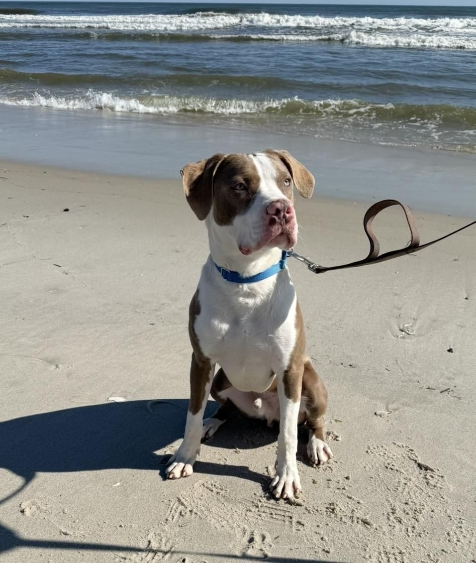 Dublin – Pit Bull Terrier, available for adoption through GWARP