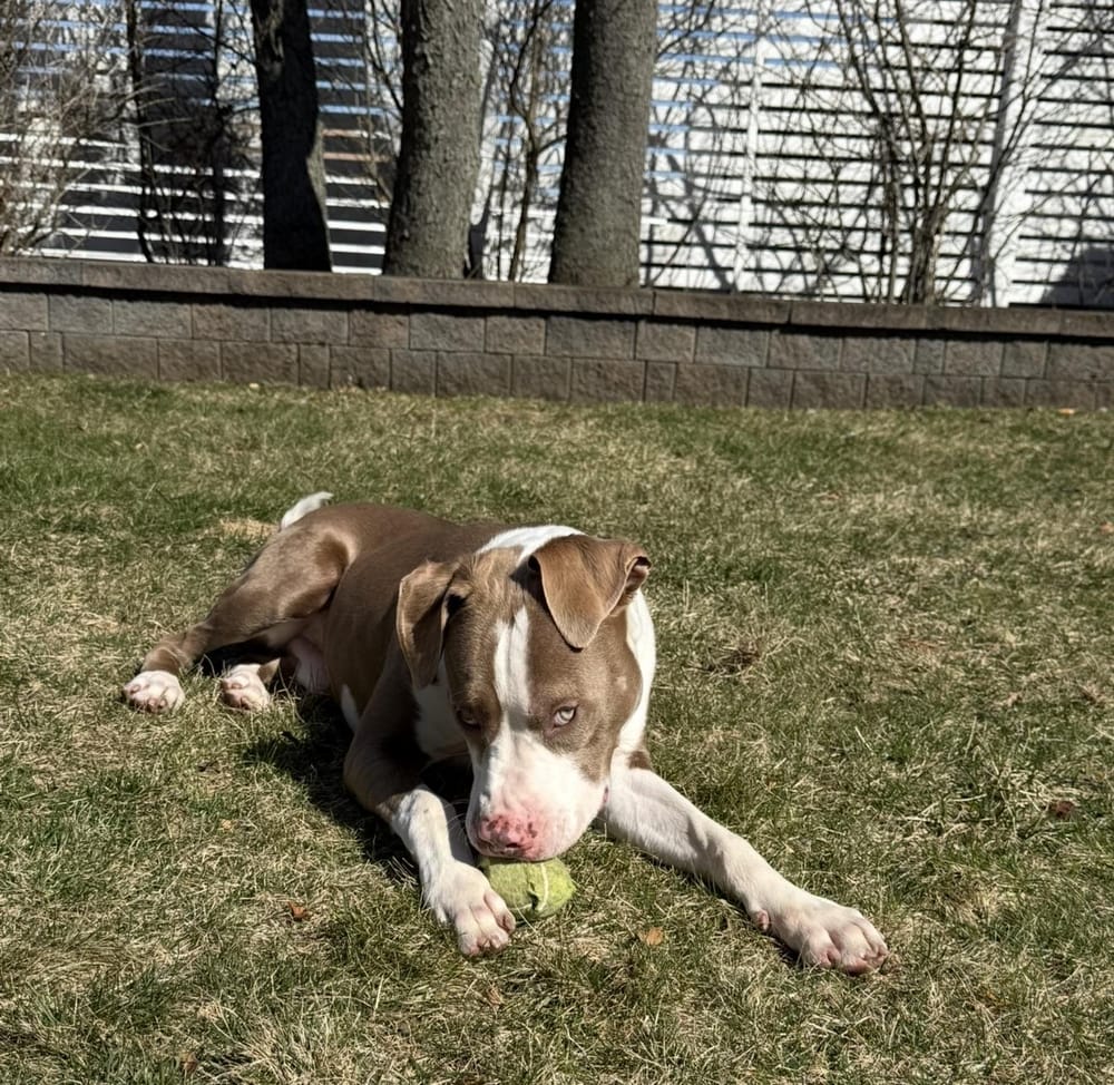 Dublin – Pit Bull Terrier, available for adoption through GWARP