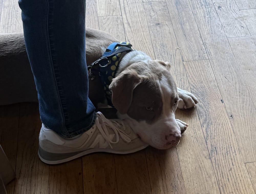 Dublin – Pit Bull Terrier, available for adoption through GWARP