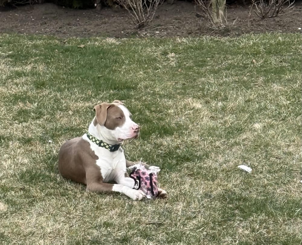 Dublin – Pit Bull Terrier, available for adoption through GWARP