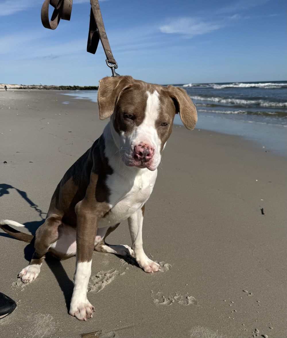 Dublin – Pit Bull Terrier, available for adoption through GWARP