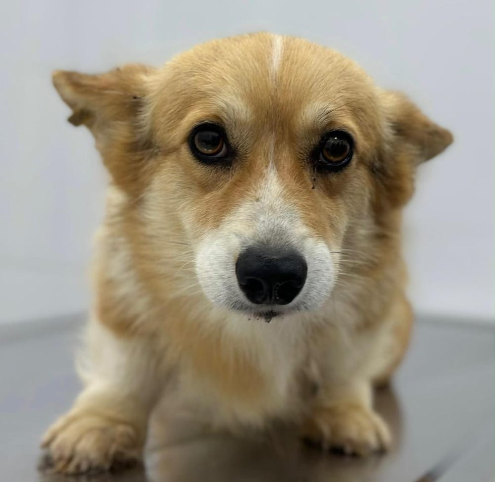 Elizabeth – Corgi, available for adoption through GWARP