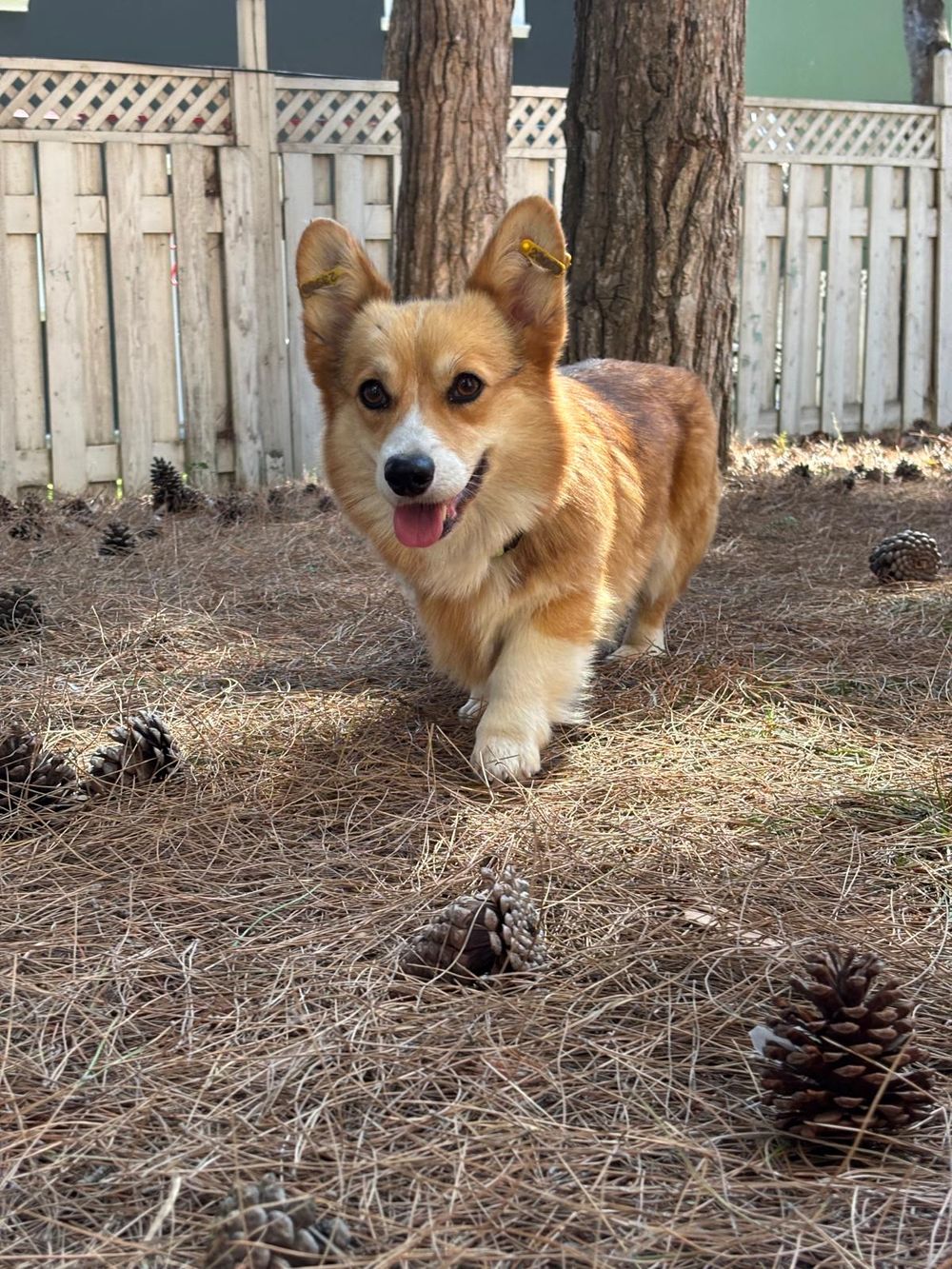Elizabeth – Corgi, available for adoption through GWARP