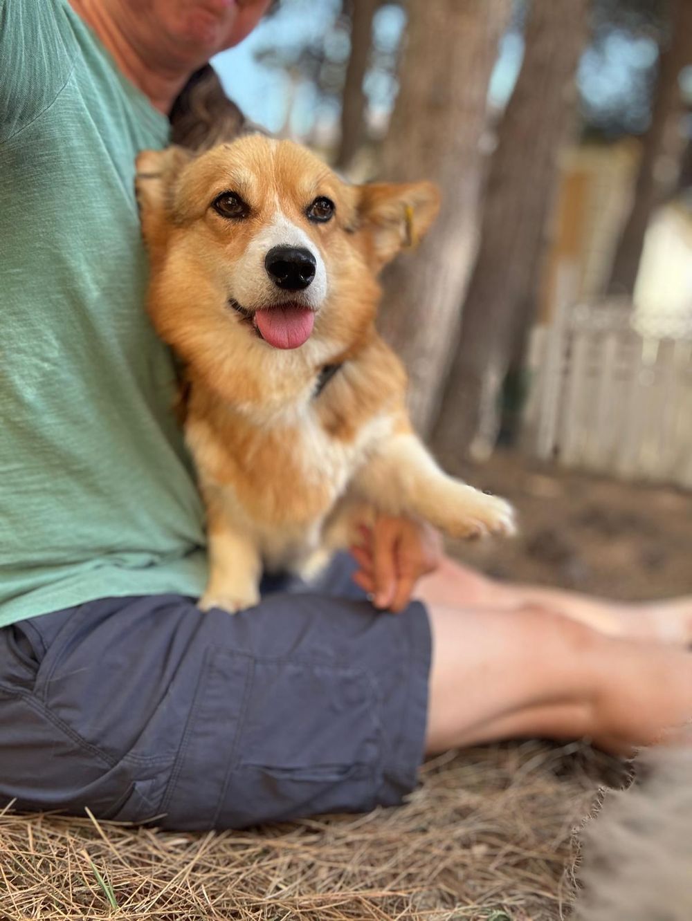 Elizabeth – Corgi, available for adoption through GWARP