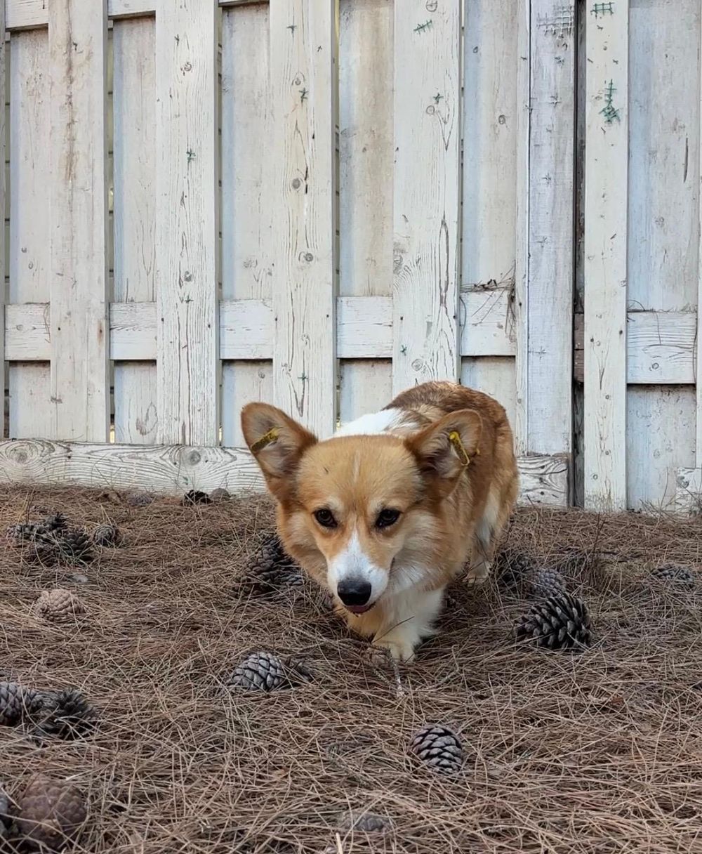 Elizabeth – Corgi, available for adoption through GWARP