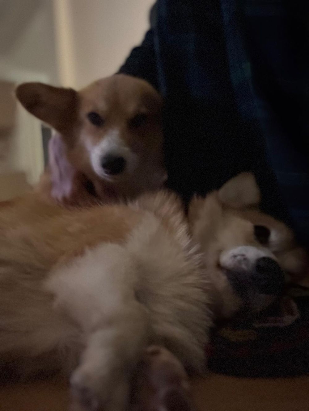 Elizabeth – Corgi, available for adoption through GWARP