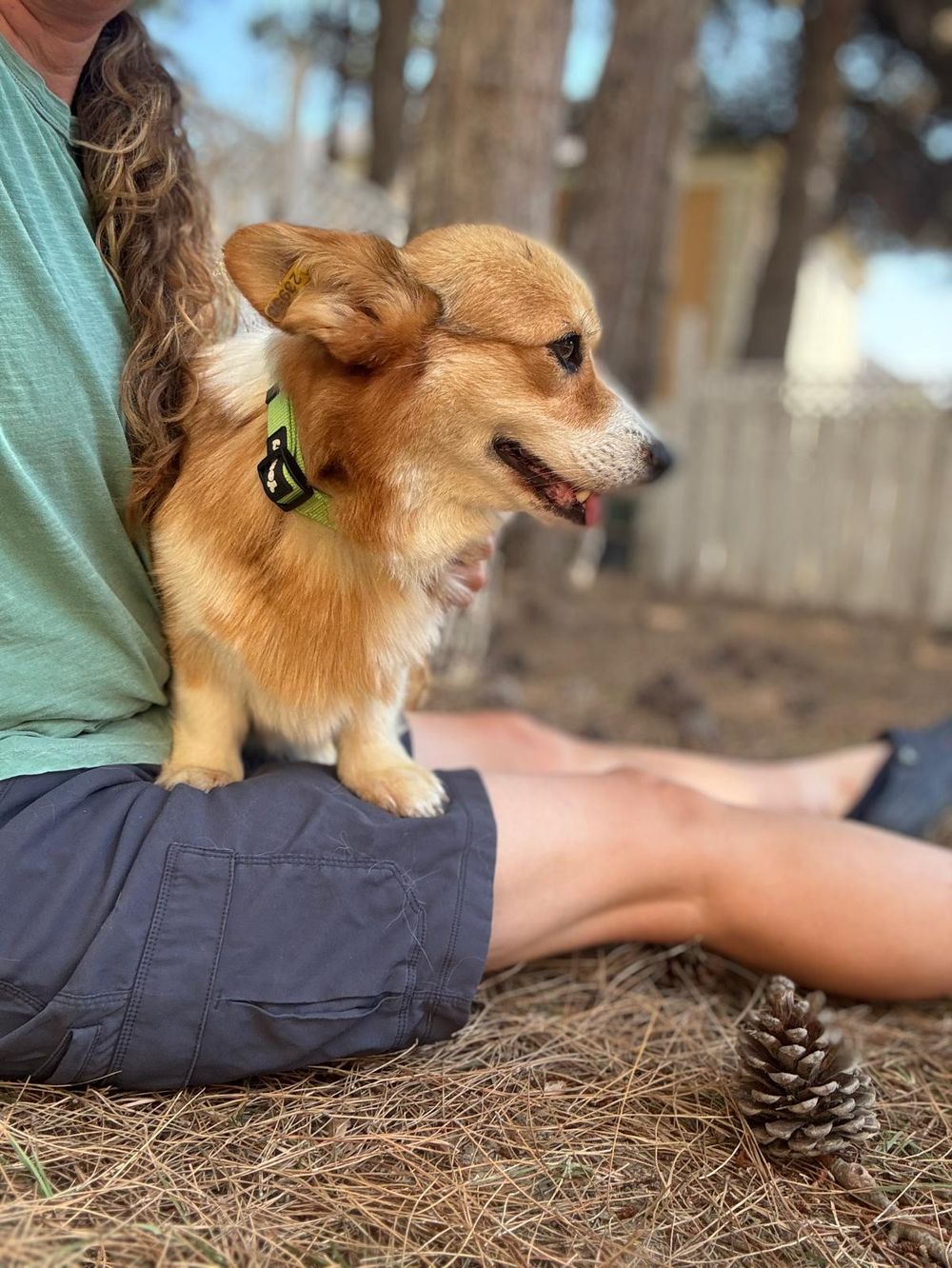 Elizabeth – Corgi, available for adoption through GWARP