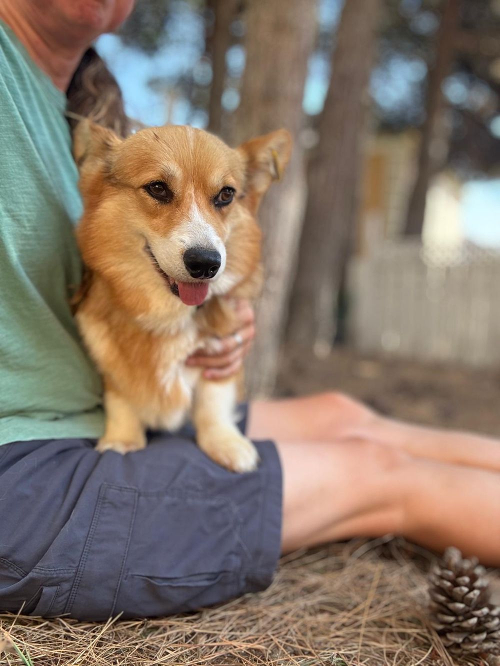 Elizabeth – Corgi, available for adoption through GWARP