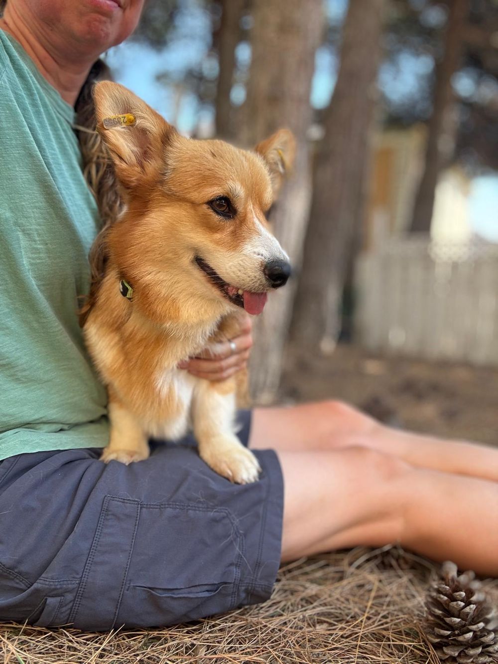 Elizabeth – Corgi, available for adoption through GWARP