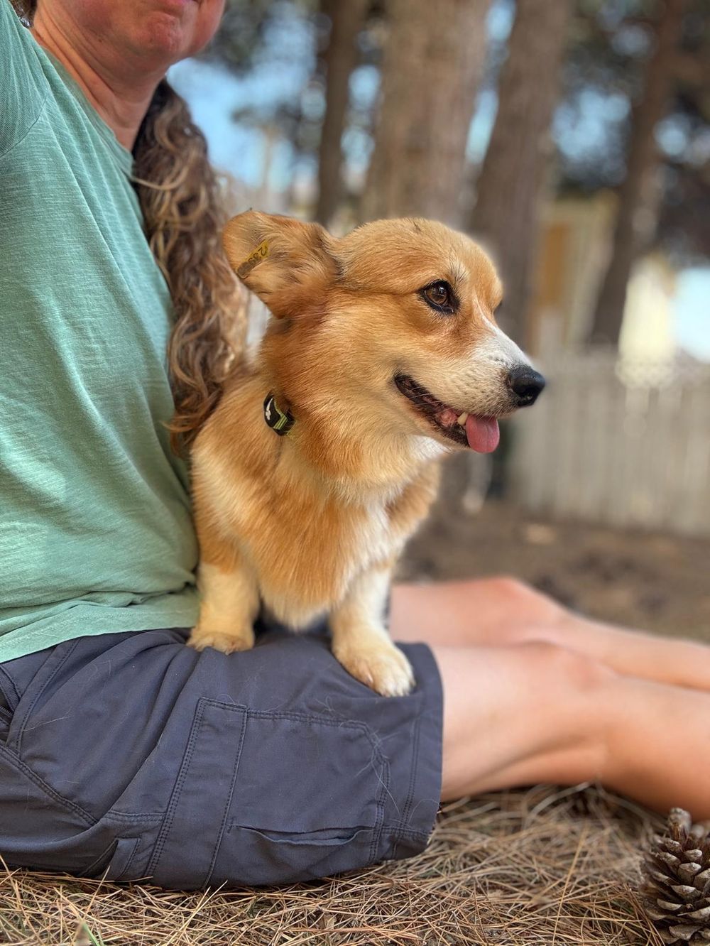 Elizabeth – Corgi, available for adoption through GWARP